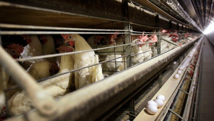 Bird flu confirmed in 4 Colorado poultry workers, health officials say
