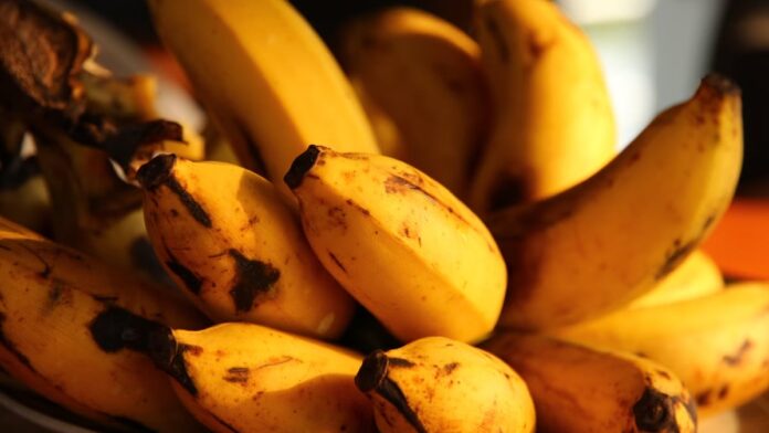 Banana Apocalypse Could Be Averted Thanks to Genetic Breakthrough