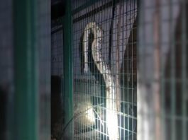 Giant Python Gets Into Power House In Lucknow, Causes Outage