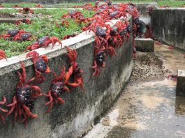 How you can see the annual red crab migration at Christmas Island National Park