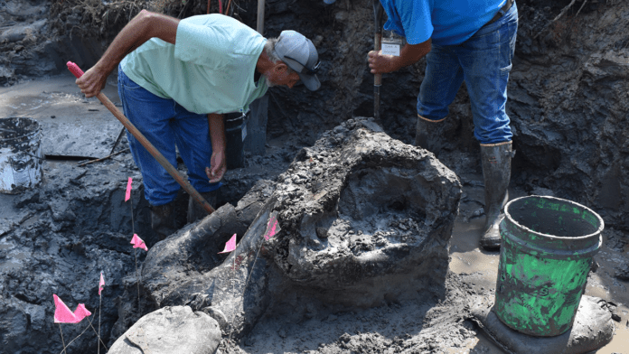 Iowa archaeologists unearth 13,000-year-old mastodon skull