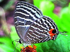 Kaziranga National Park records 446 butterfly species