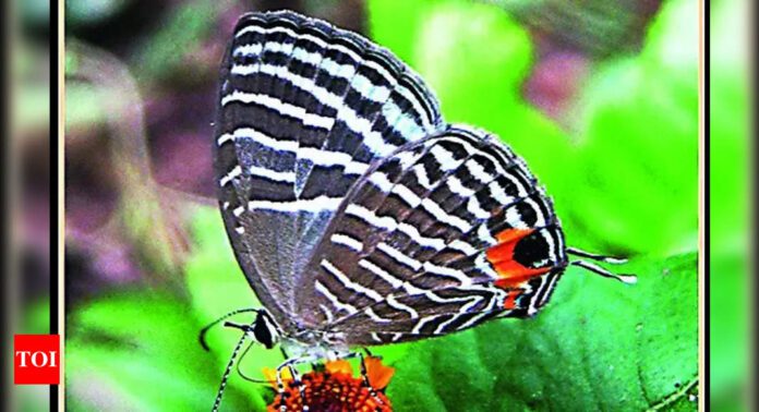 Kaziranga National Park records 446 butterfly species