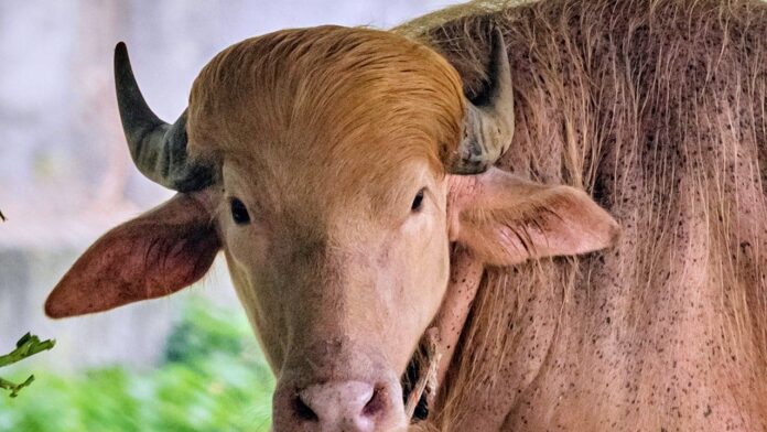 Albino buffalo nicknamed 'Donald Trump' draws crowds to Bangladesh zoo