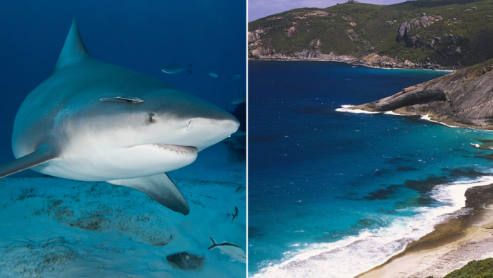 Another fatal shark attack marks country's third death in a month