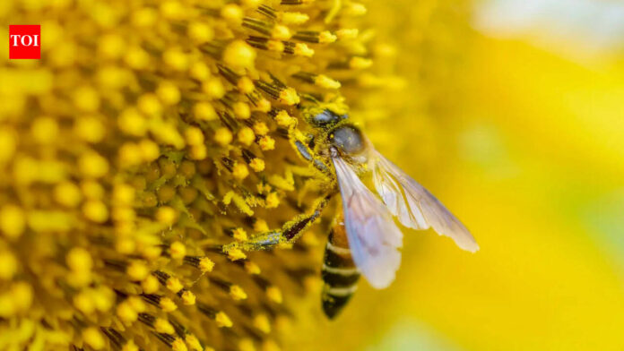 As bee population collapses, US apiarists fear research cuts