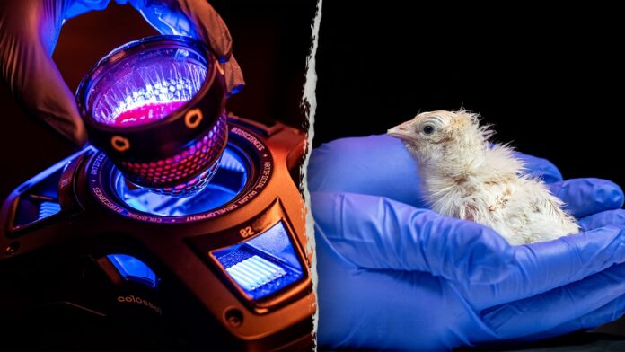 Colossal Biosciences hatches live chicks from artificial titanium eggs