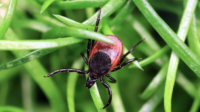 Dangerous tick-borne virus spreading to more Americans, experts warn