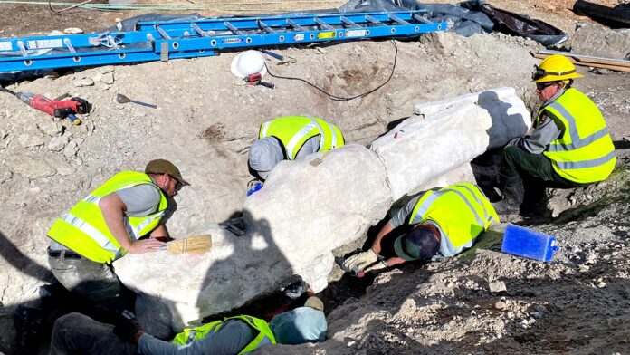 Dinosaur National Monument uncovers fossils for first time in century