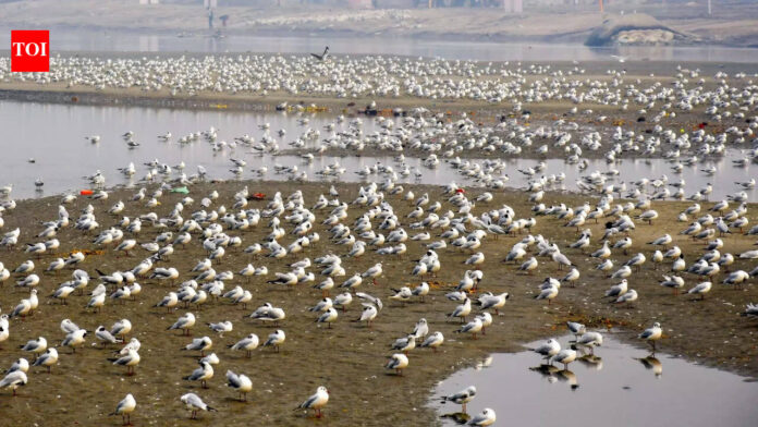 Seabird habitats shrink as ocean heats up: Study