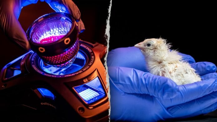 Colossal Biosciences hatches live chicks from artificial titanium eggs