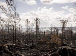 European wildfires expose hidden threat of buried WWI, WWII bombs and mines
