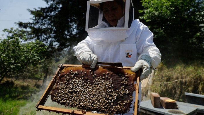 Florida community first to install AI robotic beehives to save colonies