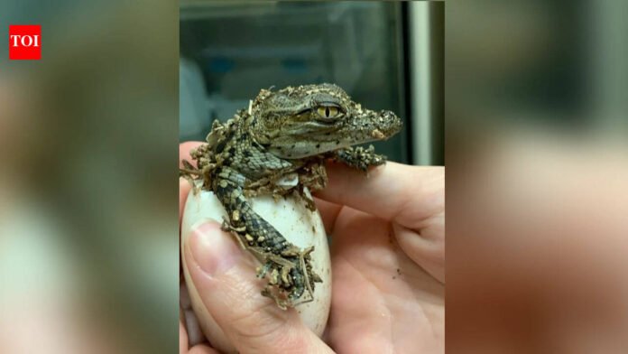 France heatwave: 10 Nile crocodiles hatch on their own for the first time