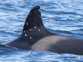 Iberian orca found with suspected shotgun wounds, Spain investigates