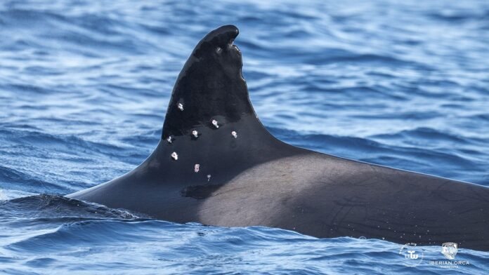 Iberian orca found with suspected shotgun wounds, Spain investigates
