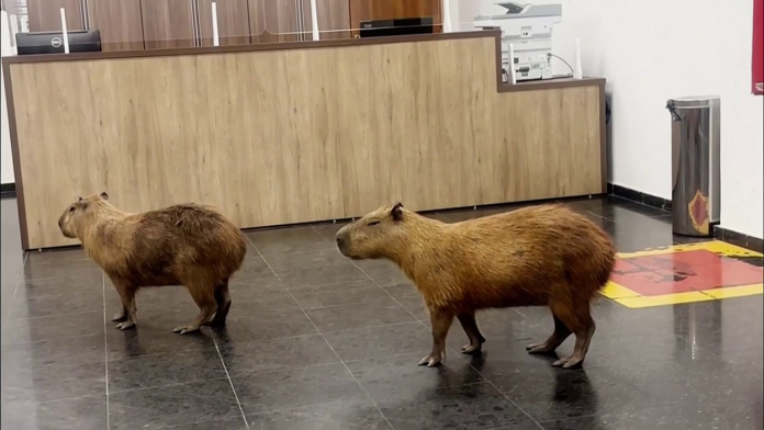 Lawmakers get surprise visitors as capybaras stroll into government building