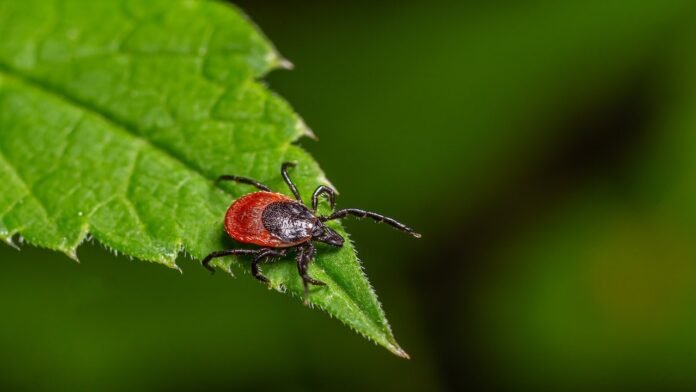 Rare 'rabbit fever' resurfaces with tick-borne cases near major US city