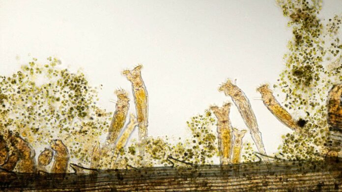 Scientists revive 24,000-year-old organism from Siberian permafrost