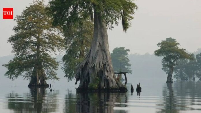 Virginia installed 46 water-control structures across 150 miles of old drainage ditches to re-wet a swamp; restored peat now traps 200,000 metric tons of carbon a year