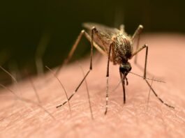 Frankfurt ‘airport malaria’ outbreak leaves three dead, reports say Frankfurt 'airport malaria' outbreak leaves three dead, reports say