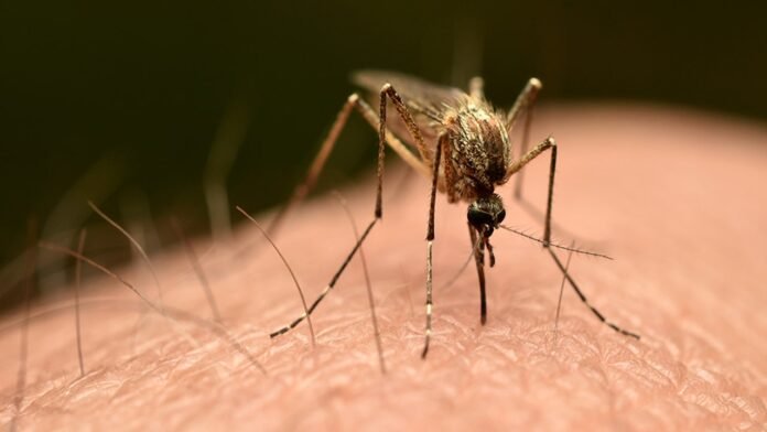 Frankfurt 'airport malaria' outbreak leaves three dead, reports say