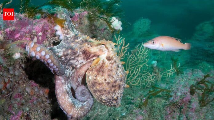 Hotter seas, vanishing kelp, booming octopus: How Europe's marine life is changing