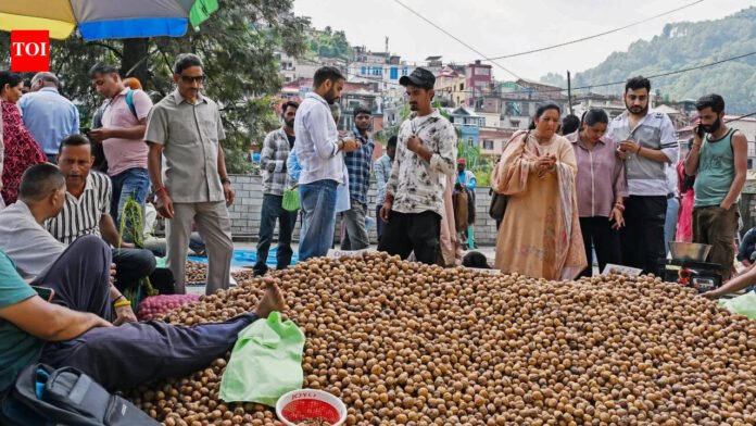 Kashmir cracks walnut success code, turns to medium-sized, grafted trees | India News