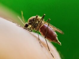 Major US city reports first West Nile virus death of the year in Illinois