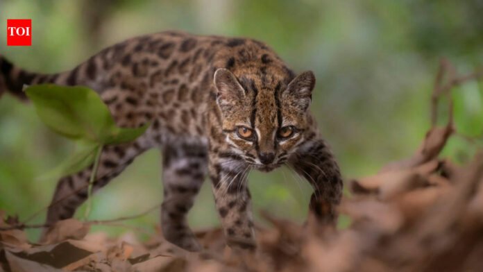 New Wild Cat Species: Meet Tilcayo: The tiny wild cat discovered in Bolivia's cloud forests after more than a century